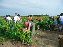 DOMAINE GOBIN FRERES