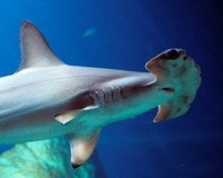 MUSÉE DE LA MER AQUARIUM
