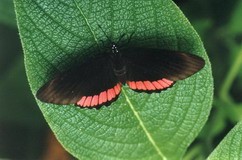 SERRE A PAPILLONS NATUROSPACE