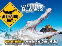 ALLIGATOR BAY